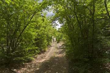 Fototapeta na wymiar A dirt road in a mountain forest.
