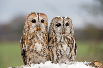 Tawny Owl (Strix aluco)/Tawny Owls perched on a branch