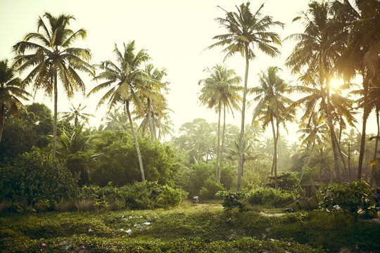 Indian Palms 2