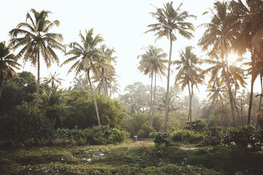 India Palmen
