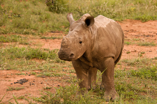 White Rhinoceros calf standing still while unsure as to how to react to the new activity 