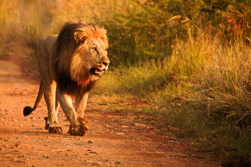 African black maned Lion with blood stained mouth striding proudly down the road © robbyh