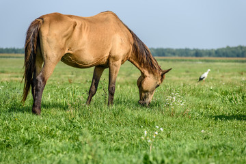 a horse is grazing on the field and a stork.
