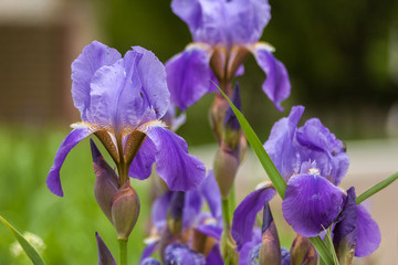 Purple iris flowers. Floral background. Garden flowers