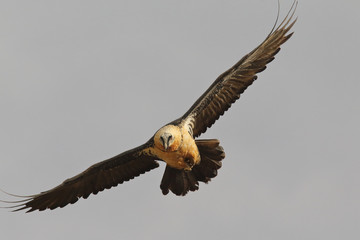 Bearded vulture in pirenees mountains