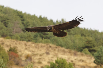 Bearded vulture in pirenees mountains