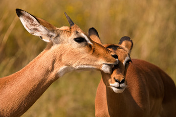 Young Impala ram allogrooming grooming his sibling