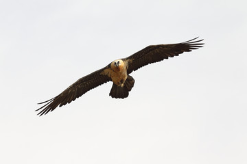 Obraz premium Bearded vulture in pirenees mountains