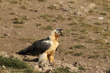 Bearded vulture in pirenees mountains