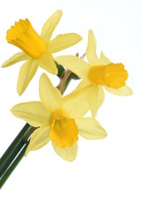 Fototapeta na wymiar Spring floral fresh narcissus flowers isolated on white background