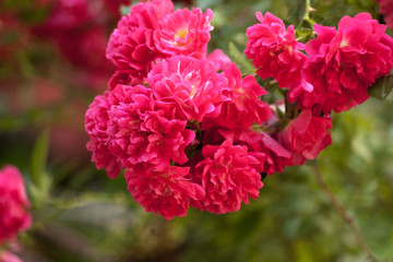 Nature background with pink roses. Branch of curly rose. Fuchsia Roses