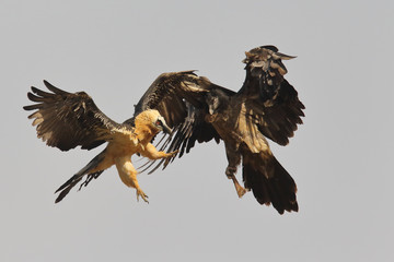 Bearded vulture in pirenees mountains