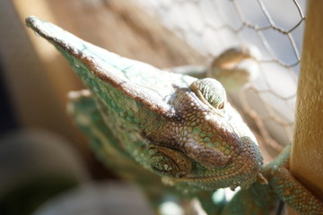camaleon mirando por la ventana 