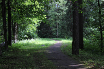 beautiful summer landscape of the park with a road