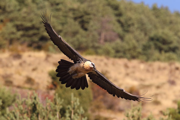 Bearded vulture in pirenees mountains