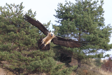 Bearded vulture in pirenees mountains