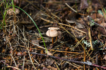 brown mushroom close-up on a background of grass