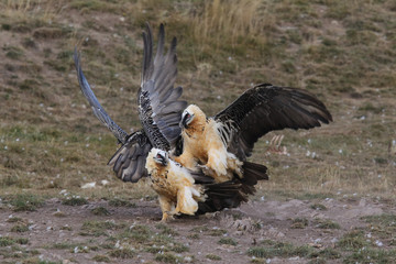 Bearded vulture in pirenees mountains