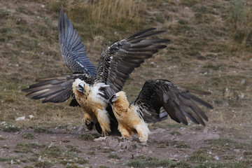 Bearded vulture in pirenees mountains