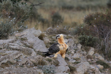 Bearded vulture in pirenees mountains