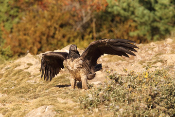 Bearded vulture in pirenees mountains