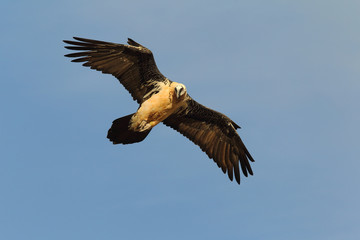 Bearded vulture in pirenees mountains