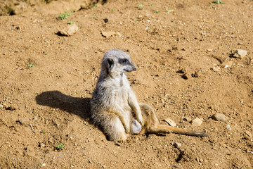 Meerkat sits and looks around