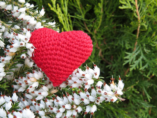 Red knitted heart and white Heather flowers. Romantic symbol on the background of green branches of thuja. Love card concept