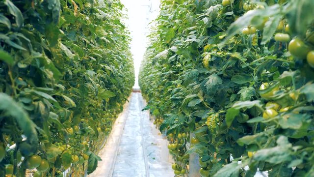 Green coppice of tomato bushes grows in a warmhouse