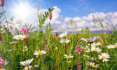 Frühlingserwachen: Meditation, Glück, Freude, Entspannung: Relaxen in Blumenwiese mit leuchtend...