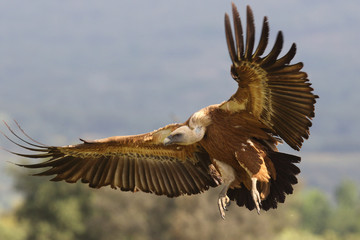 Griffon vulture - fly over the hills