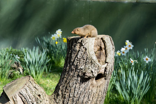 Common Dwarf Mongoose (Helogale parvula)