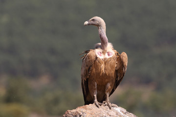 Griffon vulture - fly over the hills