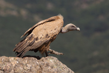 Griffon vulture - fly over the hills