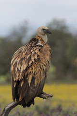 Griffon vulture - fly over the hills