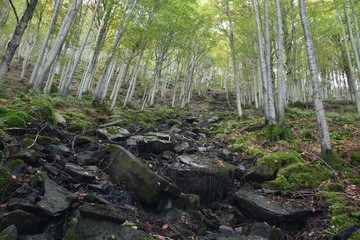 Tramonti e paesaggi , natura 