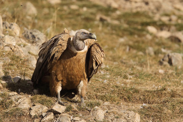 Griffon vulture - fly over the hills