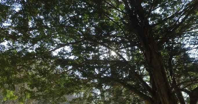 Bosco, ripresa panoramica a 360 gradi - Alberi e foglie