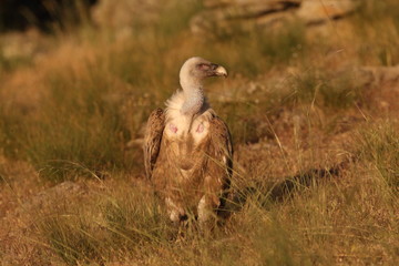 Griffon vulture - fly over the hills