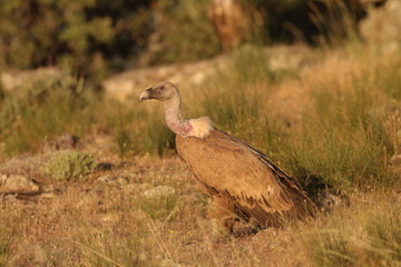 Griffon vulture - fly over the hills