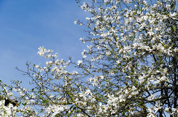 Flowers on a tree in spring.