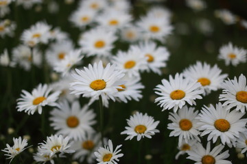 Fototapeta premium white daisy flower against black background