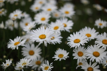 white daisy flower against black background