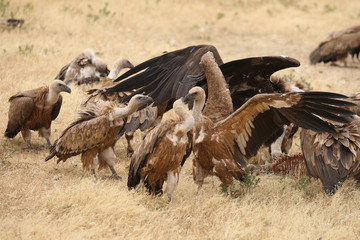 Griffon vulture - fly over the hills