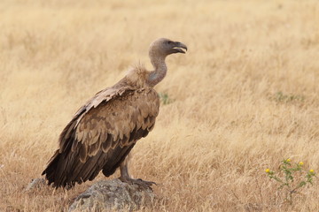 Griffon vulture - fly over the hills