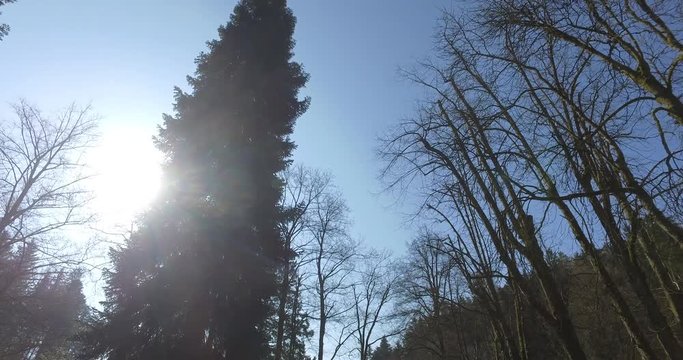 Bosco, ripresa panoramica a 360 gradi - Alberi e foglie
