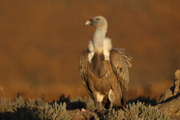 Griffon vulture - fly over the hills