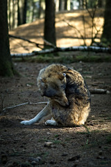 Wolf putzt sich im Wald im Fr&uuml;hling 2018