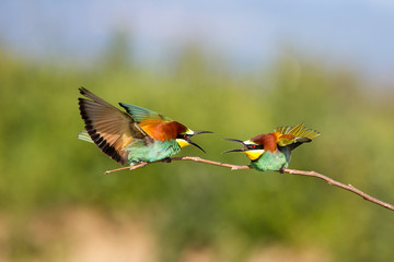 Bee-eater fight (Merops apiaster) - Bird Male fight for Female, Isola della Cona, Monfalcone, Italy, Europe