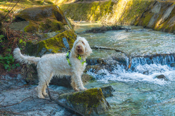 Curious white wire-haired breed dog spinone italiano walks along the mountain river with clean transparent water, Trentino, Italy, Europe